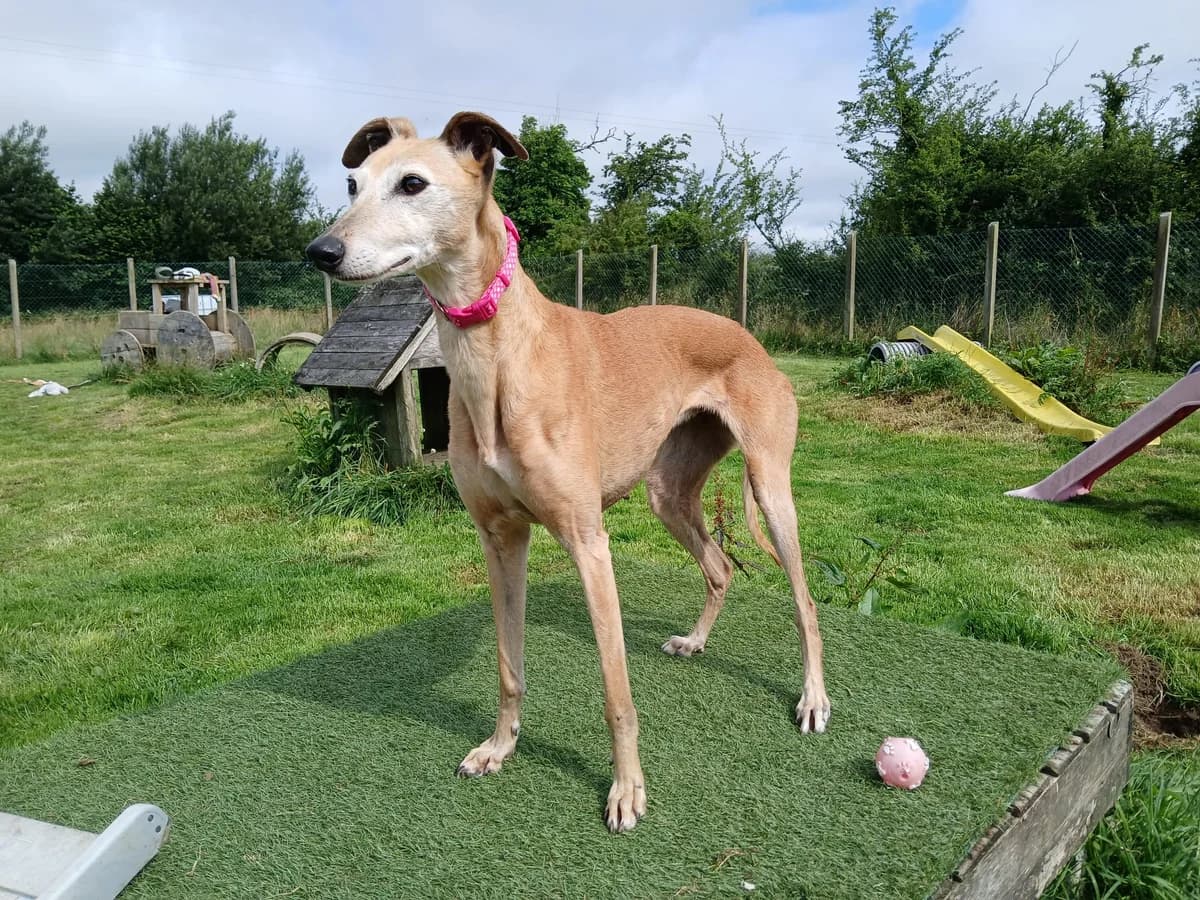 EALA, 4yo Mixed Breed for adoption at Roscommon National CAT ADOPTION, Co. Roscommon