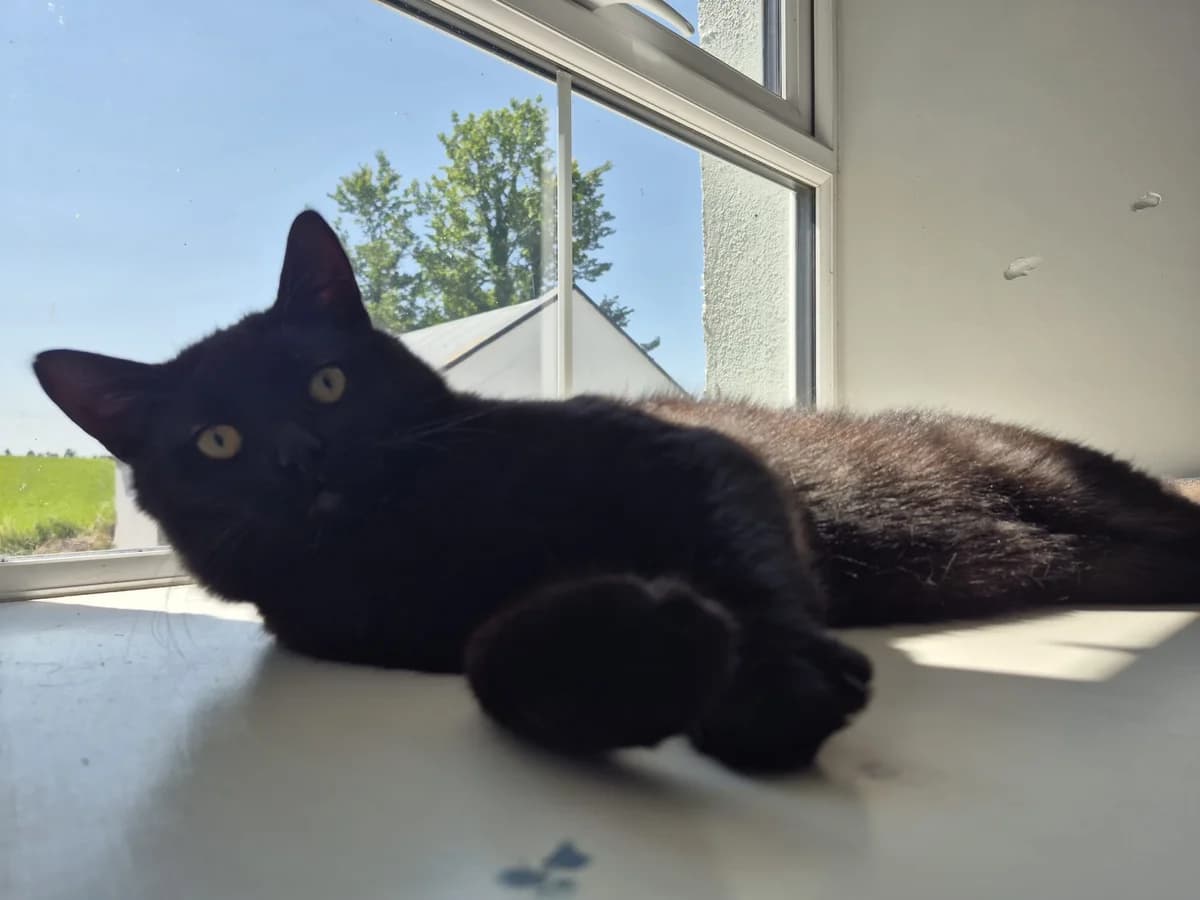 ROS2369 โ Meet Nyx, male young Mixed Breed for adoption at Roscommon National CAT ADOPTION, Co. Roscommon