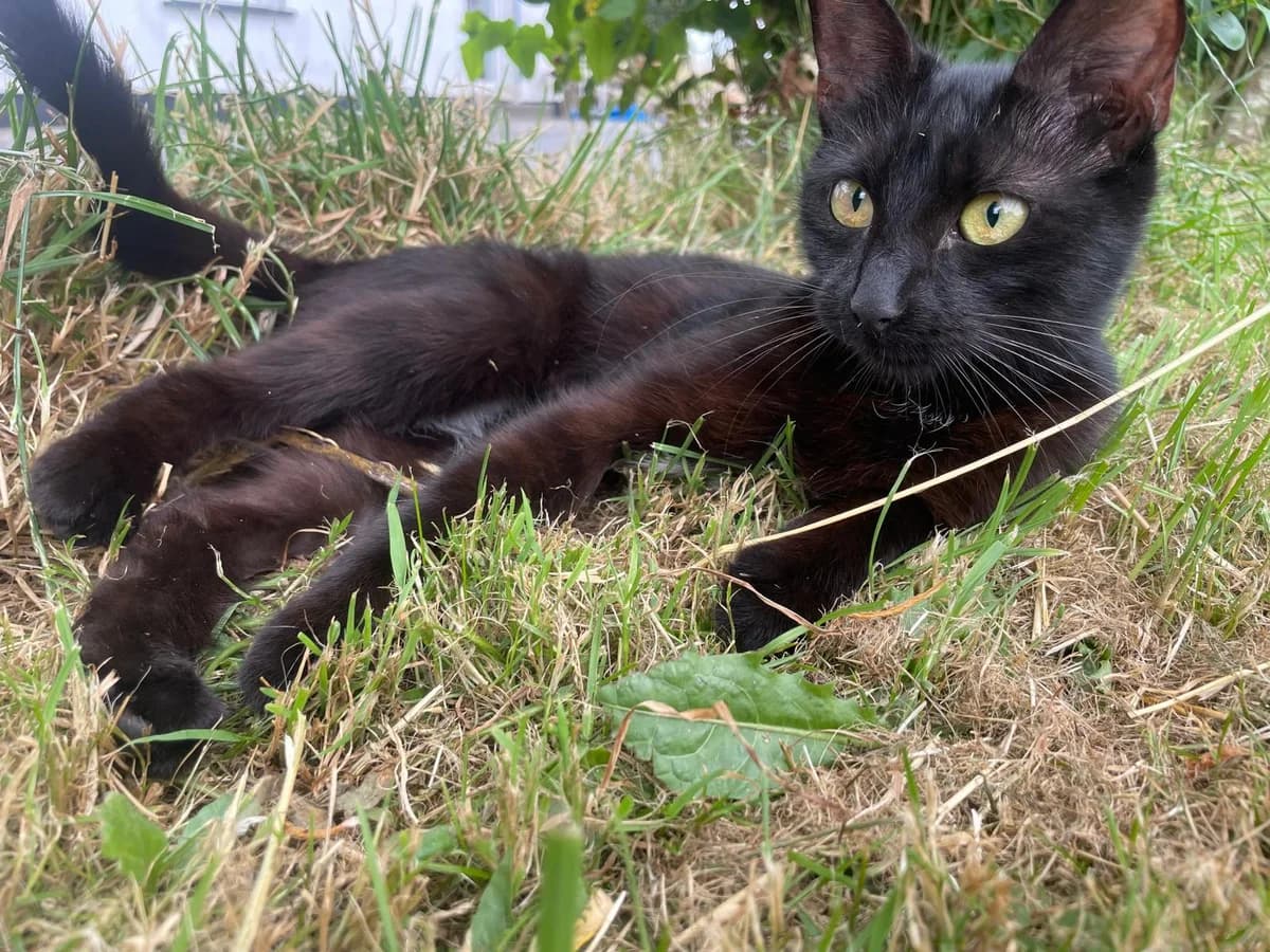 ROS2299, male puppy Mixed Breed for adoption at Roscommon National CAT ADOPTION, Co. Roscommon