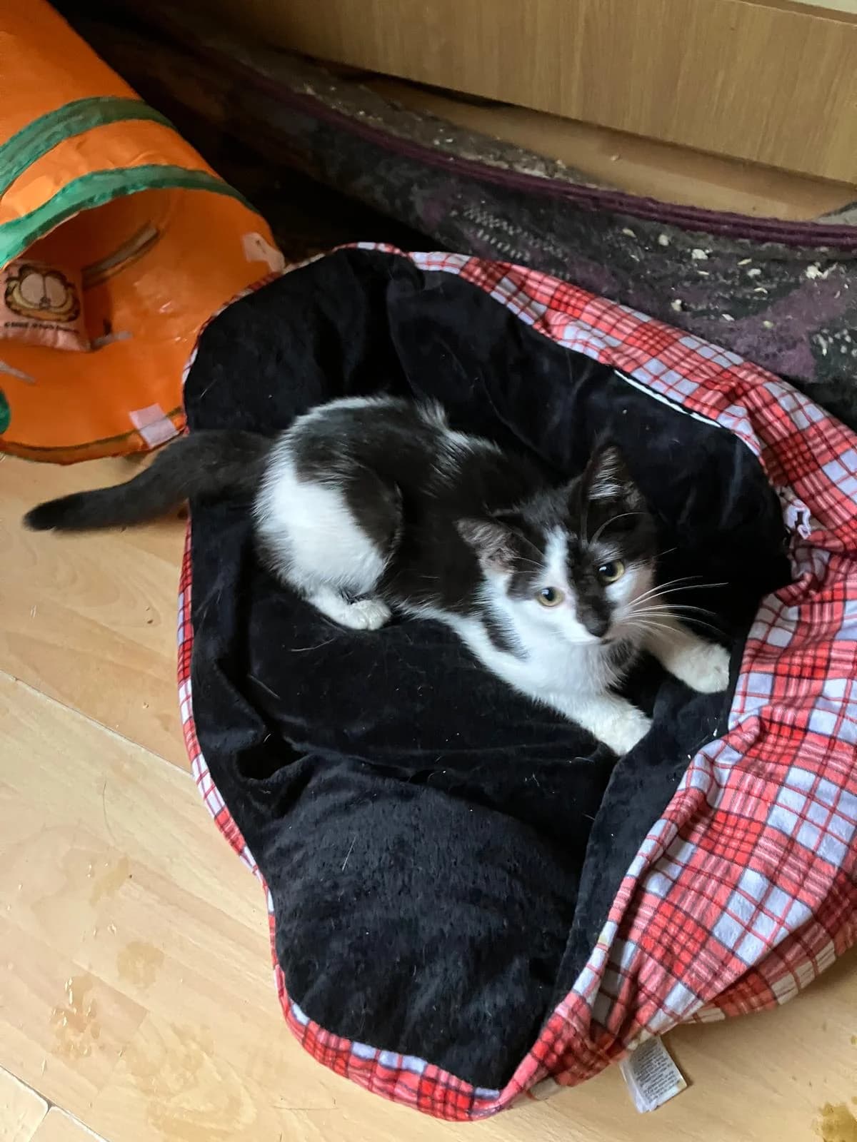 ROS2361, male puppy Mixed Breed for adoption at Roscommon National CAT ADOPTION, Co. Roscommon