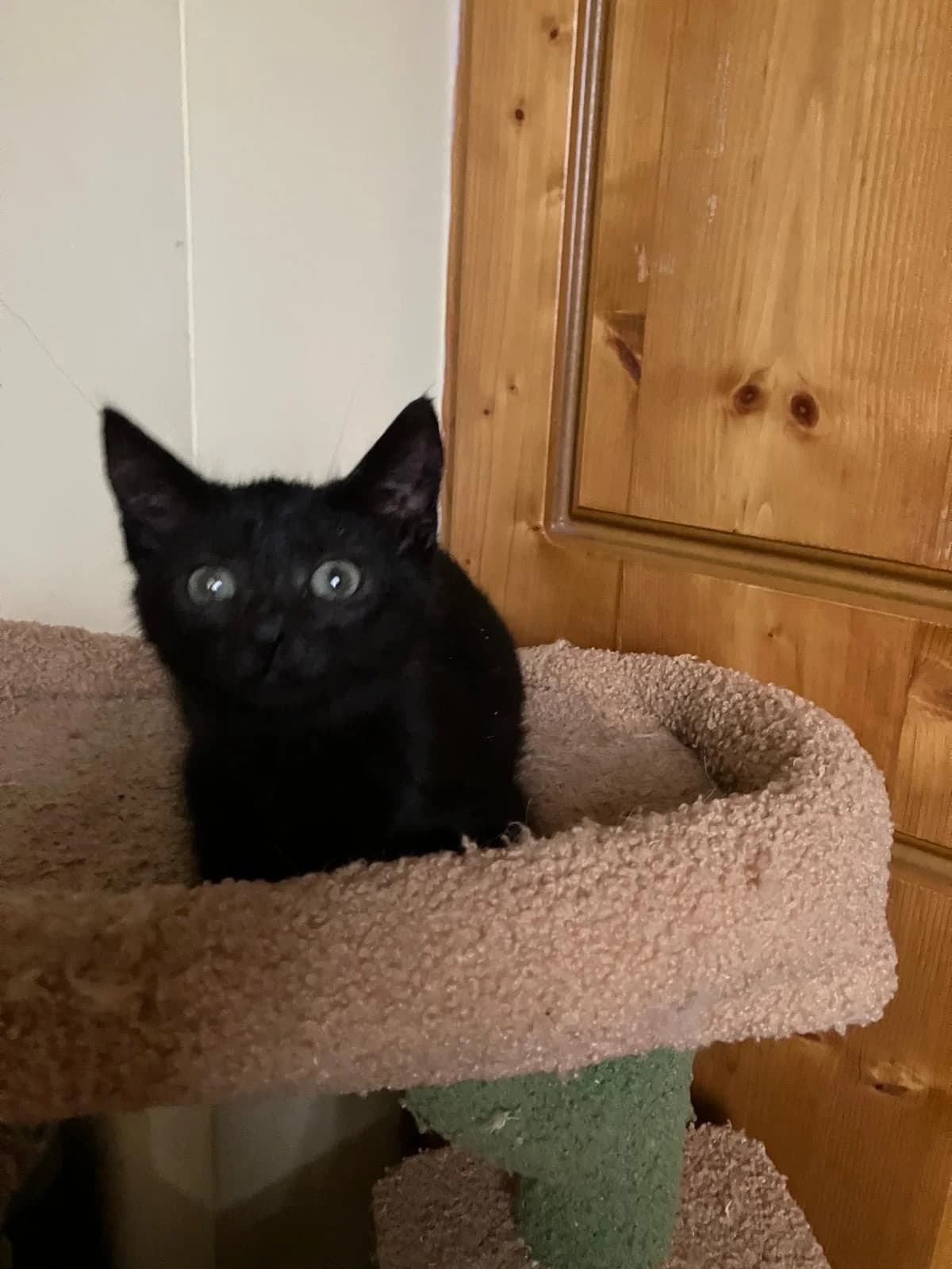 ROS2362, male puppy Mixed Breed for adoption at Roscommon National CAT ADOPTION, Co. Roscommon