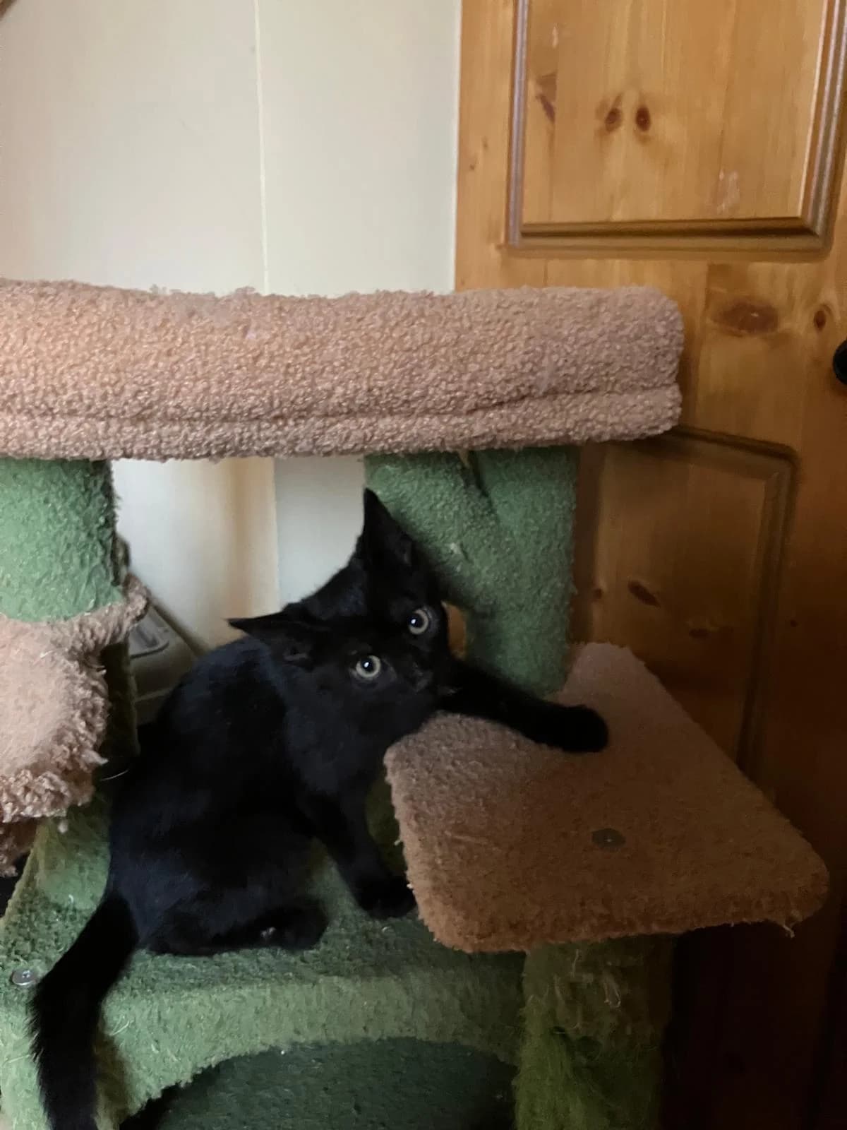 ROS2363, male puppy Mixed Breed for adoption at Roscommon National CAT ADOPTION, Co. Roscommon