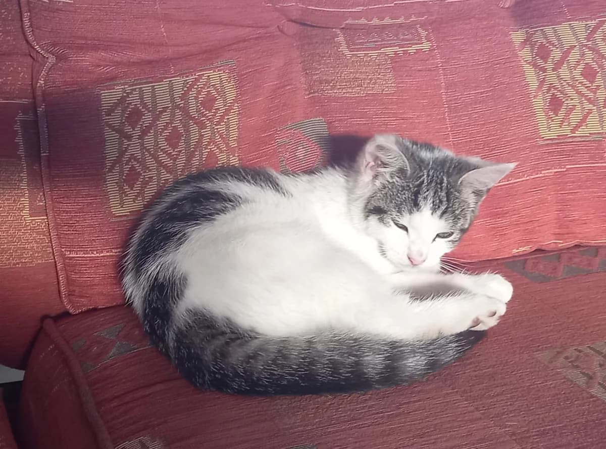 ROS2379, male puppy Mixed Breed for adoption at Roscommon National CAT ADOPTION, Co. Roscommon