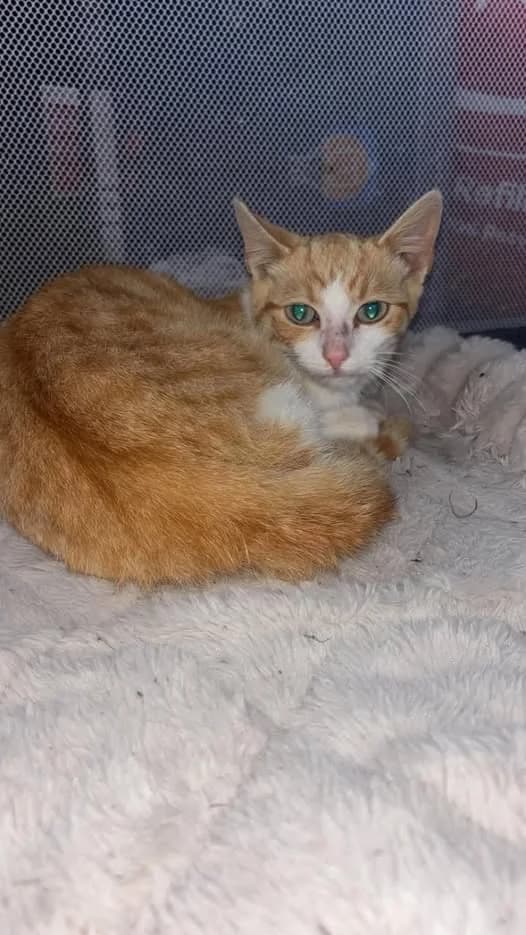 Criteria for Adopting Barn Cats, Mixed Breed for adoption at Roscommon National CAT ADOPTION, Co. Roscommon