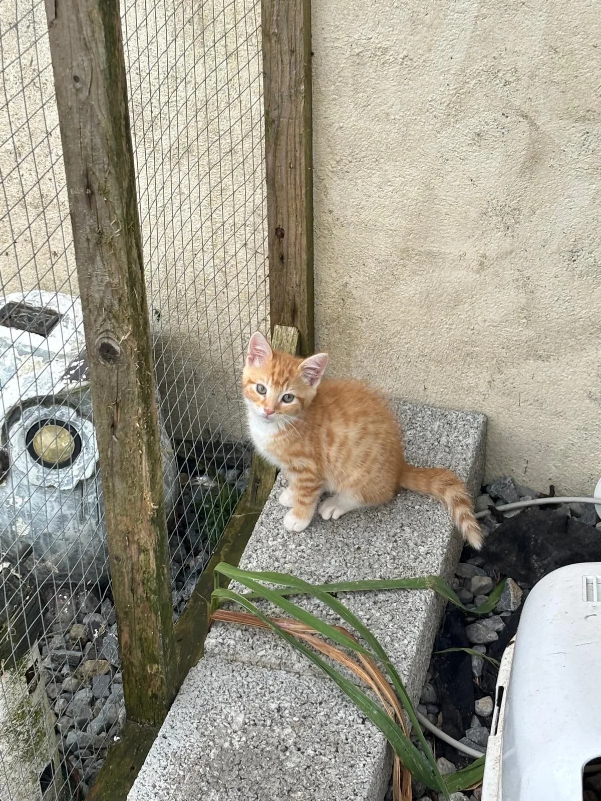 ROS2368, male puppy Mixed Breed for adoption at Roscommon National CAT ADOPTION, Co. Roscommon