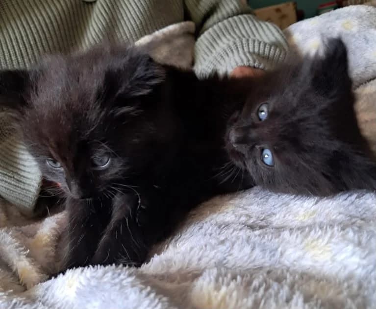 ROS2392 2 Male Kittens, male puppy Mixed Breed for adoption at Roscommon National CAT ADOPTION, Co. Roscommon