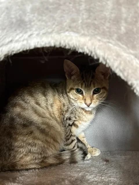 ROS2408, male puppy Mixed Breed for adoption at Roscommon National CAT ADOPTION, Co. Roscommon