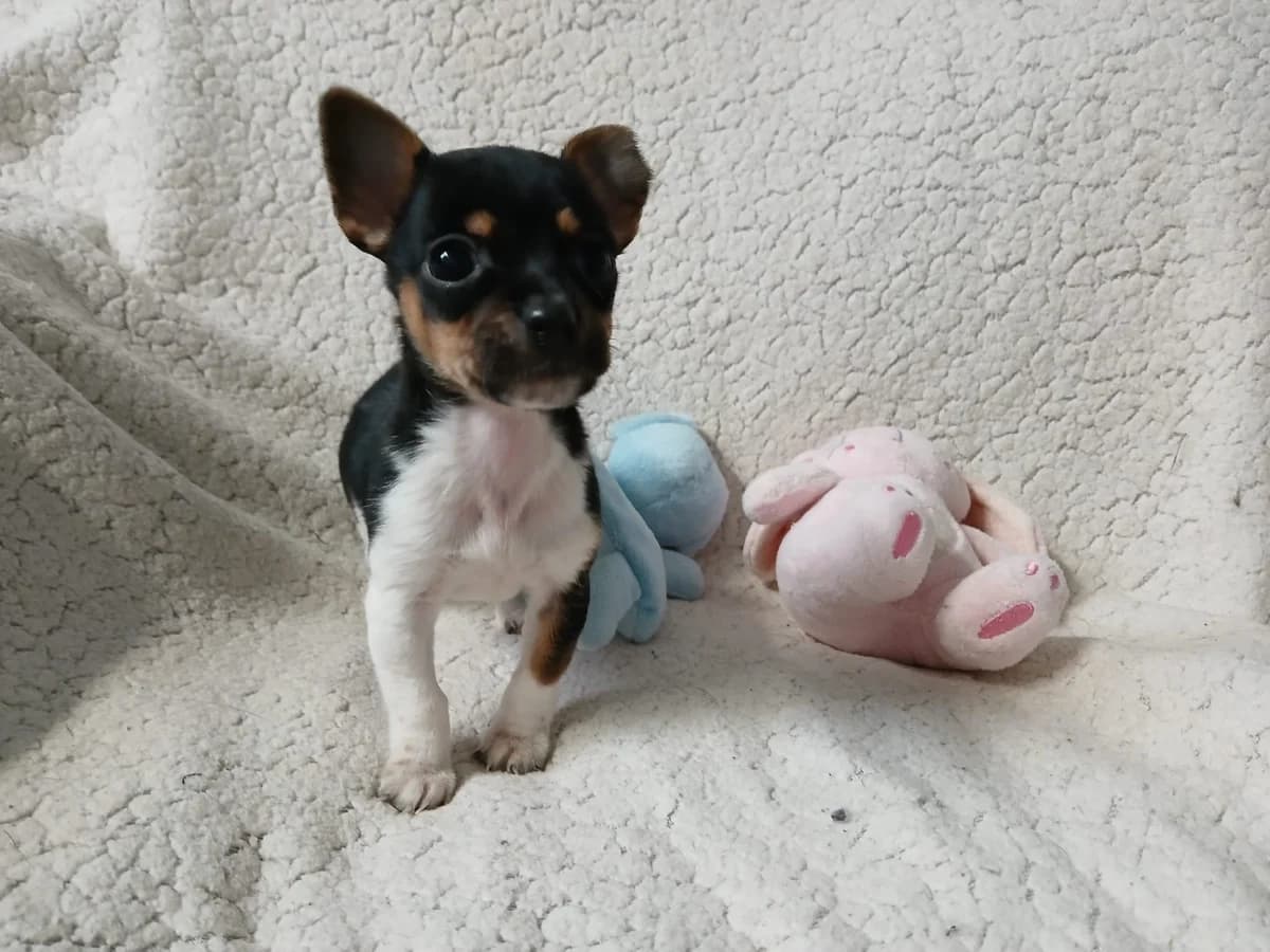 MINNIE, male puppy Mixed Breed for adoption at Roscommon National CAT ADOPTION, Co. Roscommon