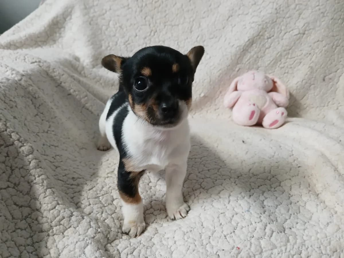 MAGGIE, male puppy Mixed Breed for adoption at Roscommon National CAT ADOPTION, Co. Roscommon