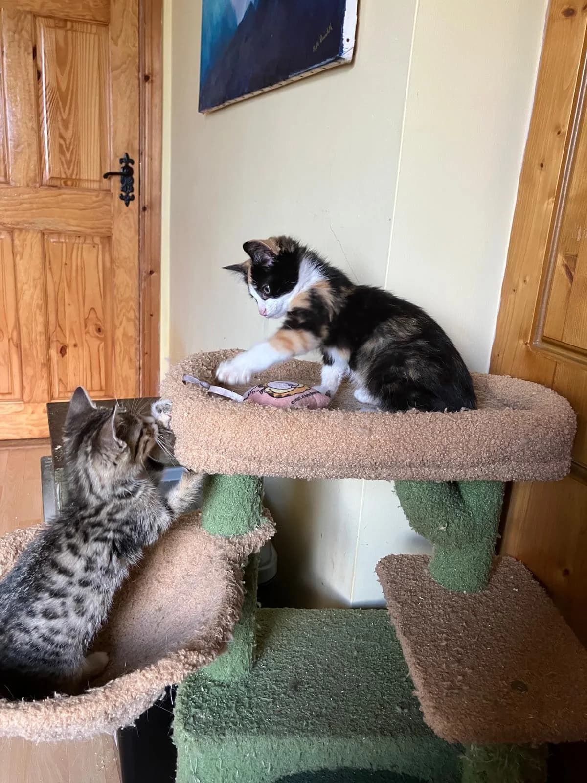 ROS2350A &, male puppy Mixed Breed for adoption at Roscommon National CAT ADOPTION, Co. Roscommon