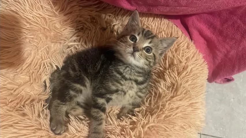 ROS2442, male puppy Mixed Breed for adoption at Roscommon National CAT ADOPTION, Co. Roscommon