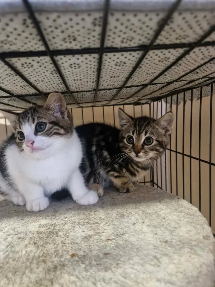 ROS2479 & ROS2480 Siblings, male puppy Mixed Breed for adoption at Roscommon National CAT ADOPTION, Co. Roscommon
