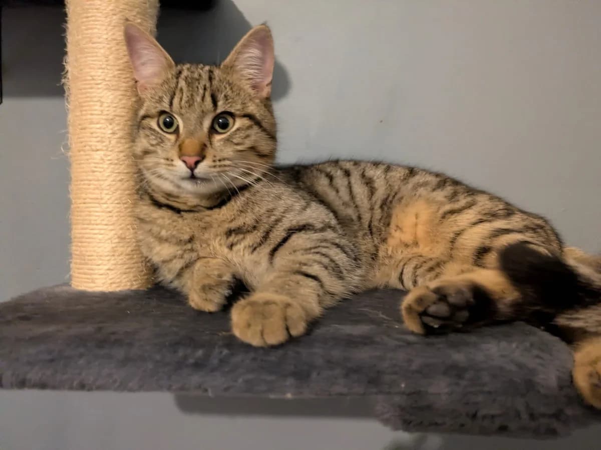 ROS2224, puppy Mixed Breed for adoption at Roscommon National CAT ADOPTION, Co. Roscommon