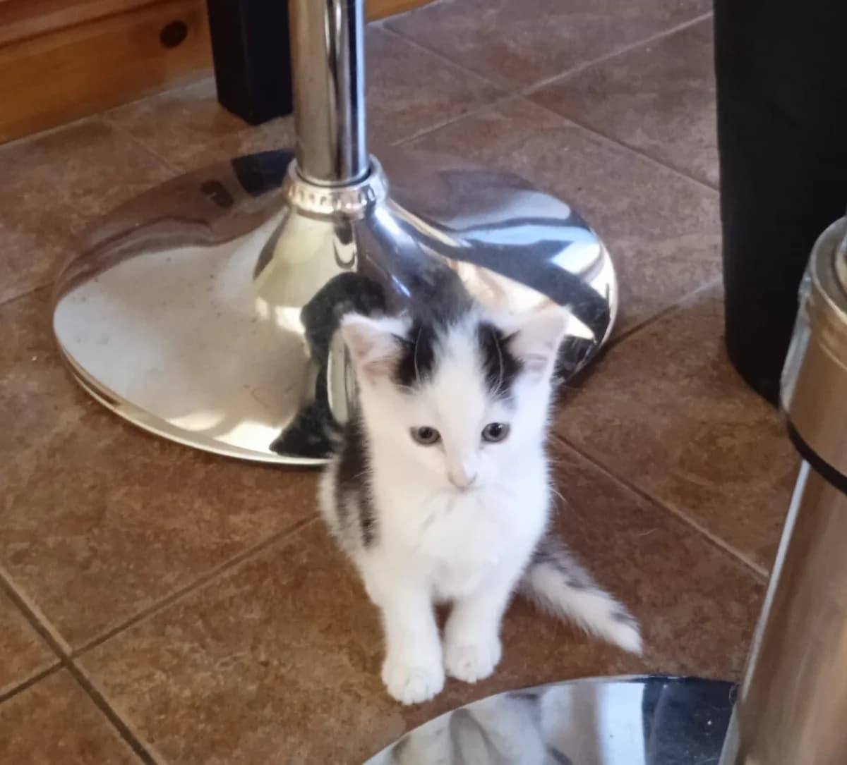 ROS2398, male puppy Mixed Breed for adoption at Roscommon National CAT ADOPTION, Co. Roscommon