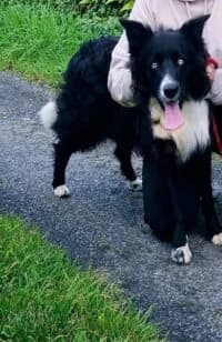 Max, male Collie for adoption at Sera Husky & Animal Rescue, V31 WE16