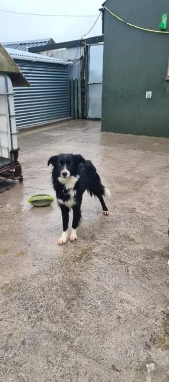 Harry, male Collie for adoption at Sera Husky & Animal Rescue, V31 WE16