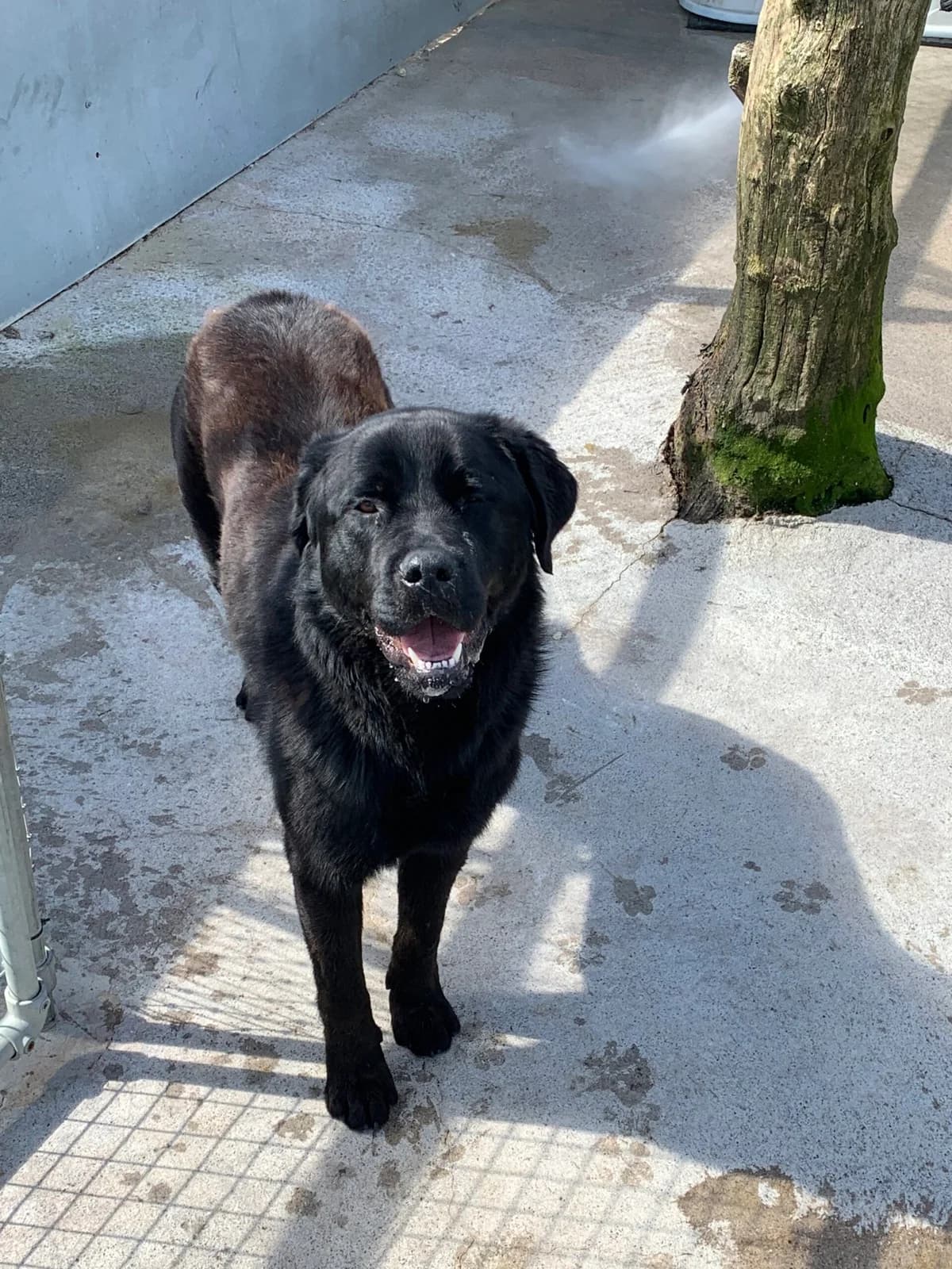 Sumo, male Rottweiler for adoption at Sera Husky & Animal Rescue, V31 WE16