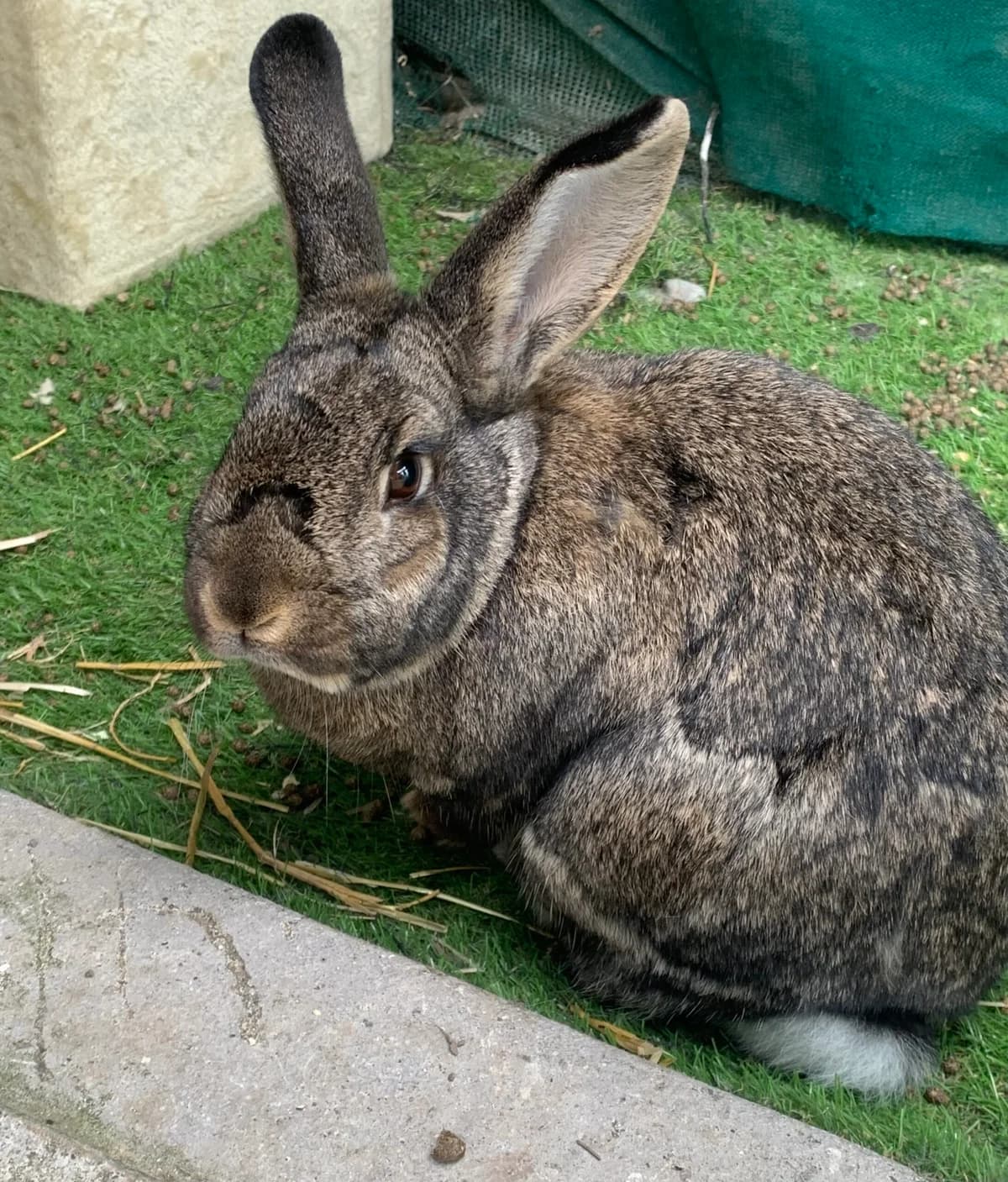 Two Neutered Male Rabbits, male young Mixed Breed for adoption at Sera Husky & Animal Rescue, V31 WE16