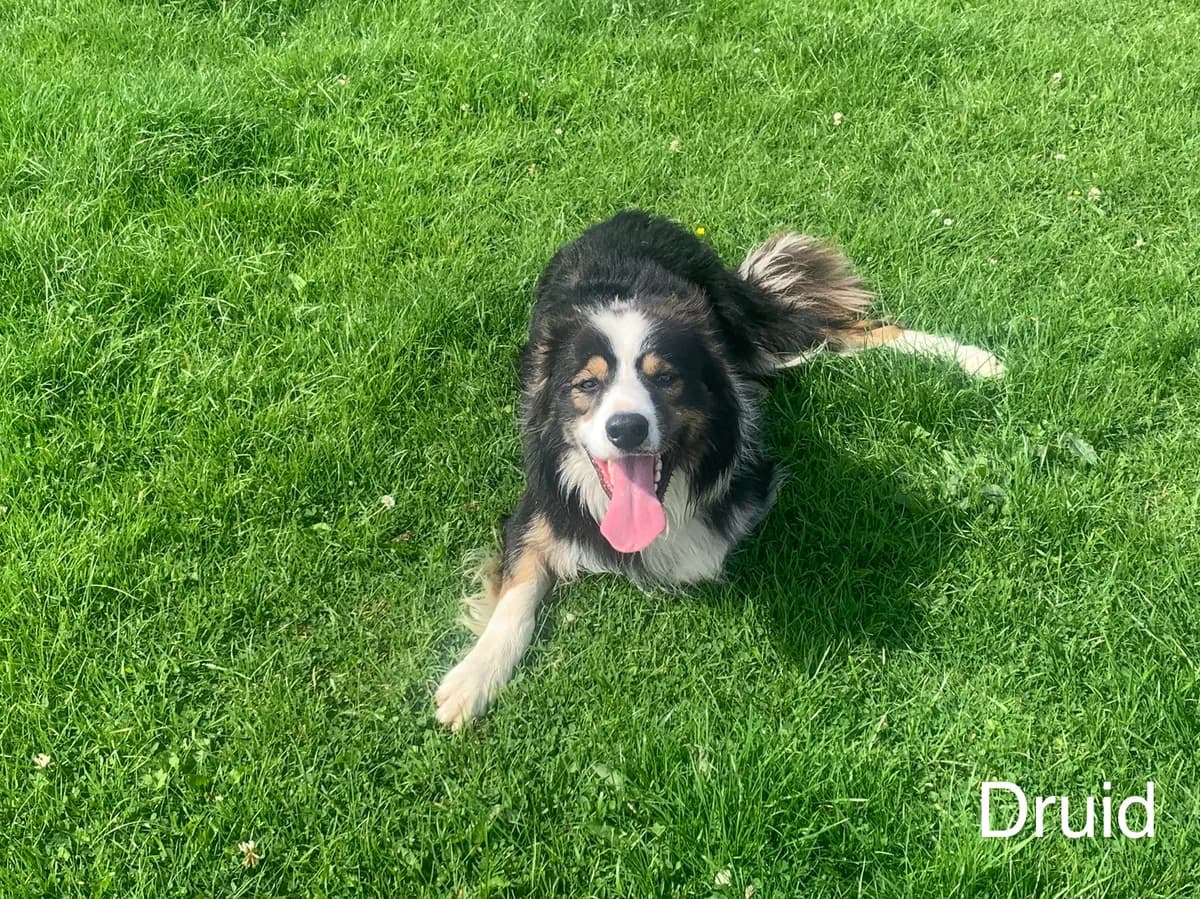 Druid, male young Collie for adoption at Sera Husky & Animal Rescue, V31 WE16