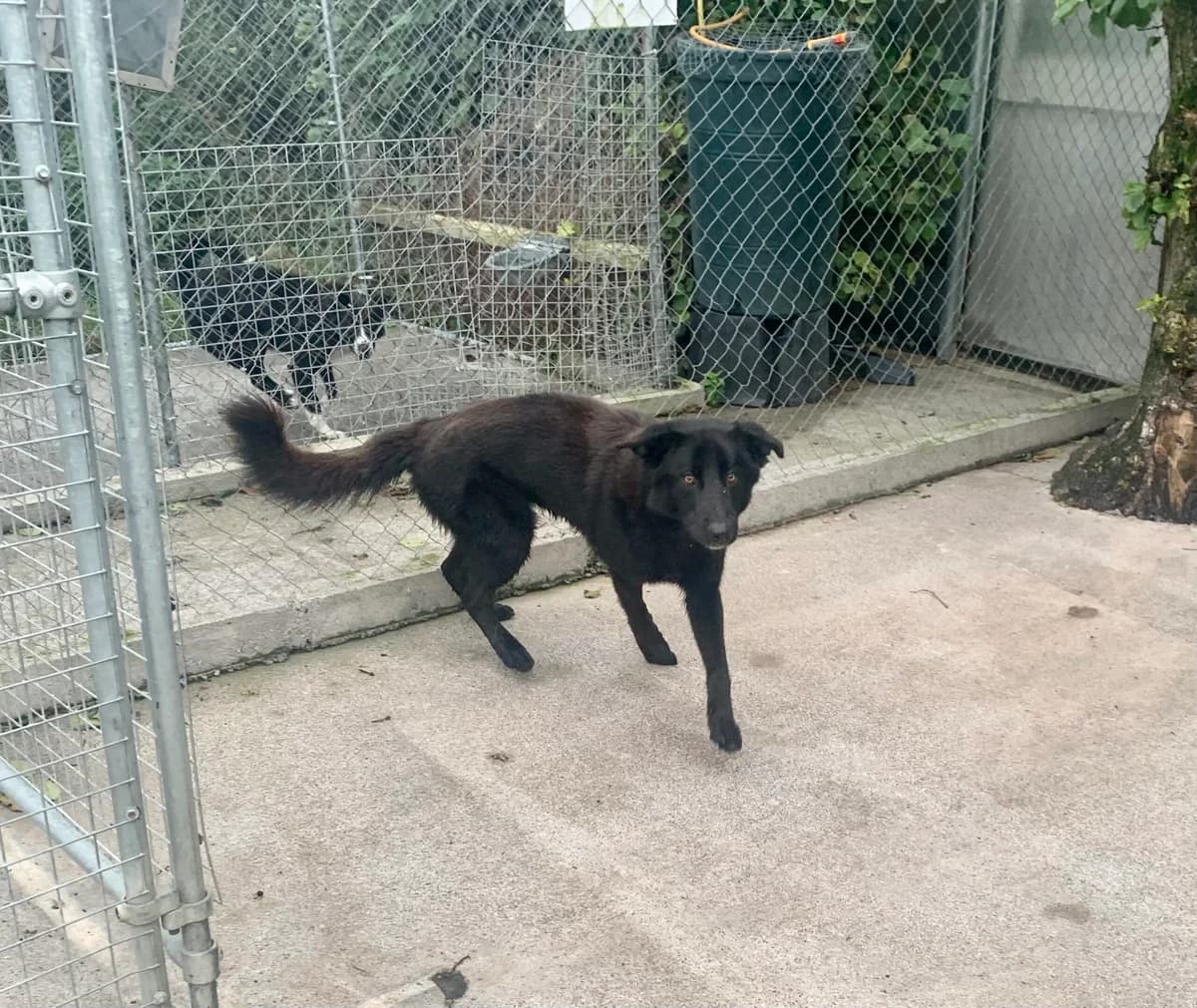 Rocky, male mixed breed for adoption at Sera Husky & Animal Rescue, V31 WE16
