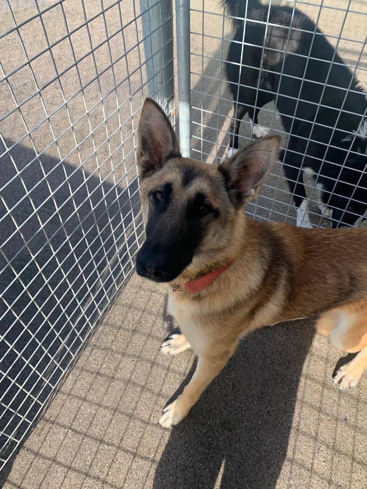 Cleo, male puppy Belgian Malinois for adoption at Sera Husky & Animal Rescue, V31 WE16