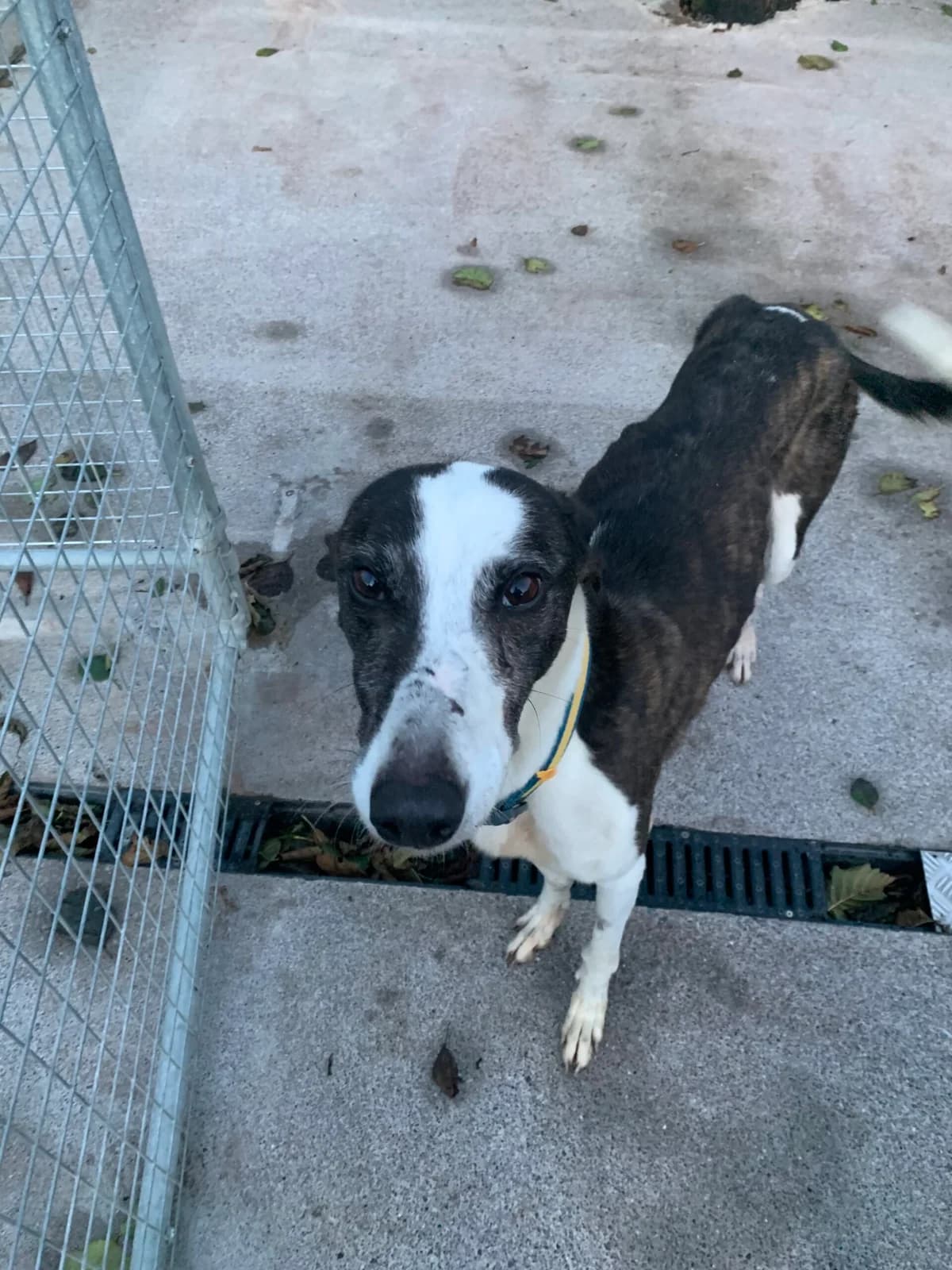 George, male young Greyhound for adoption at Sera Husky & Animal Rescue, V31 WE16