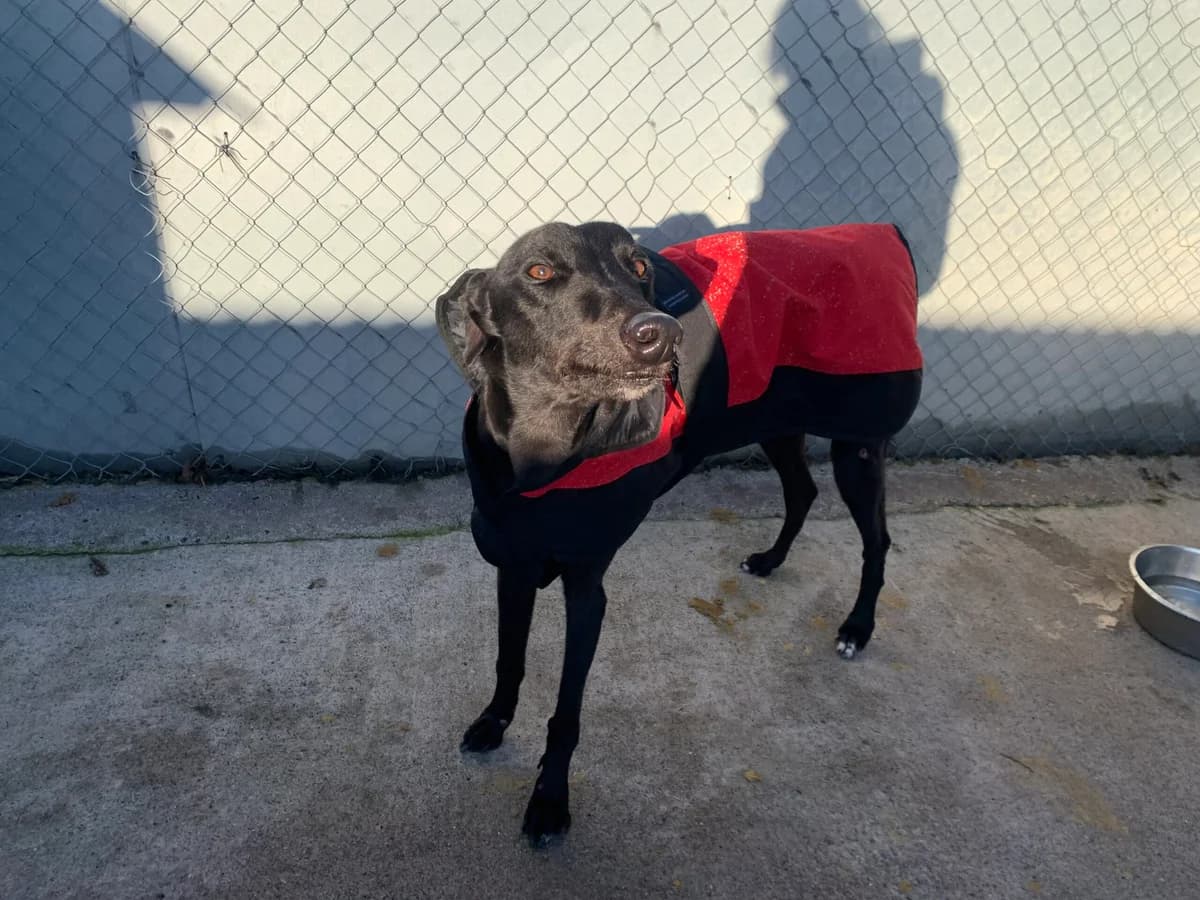 Paddy, male puppy Greyhound for adoption at Sera Husky & Animal Rescue, V31 WE16