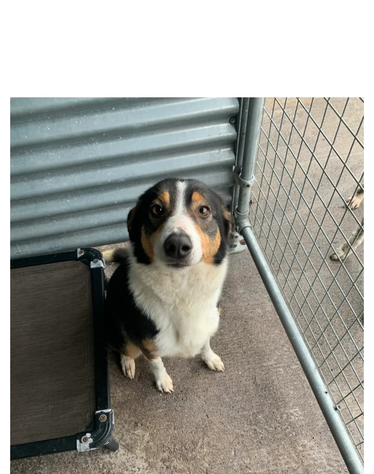 Sally, male 3yo Collie for adoption at Sera Husky & Animal Rescue, V31 WE16