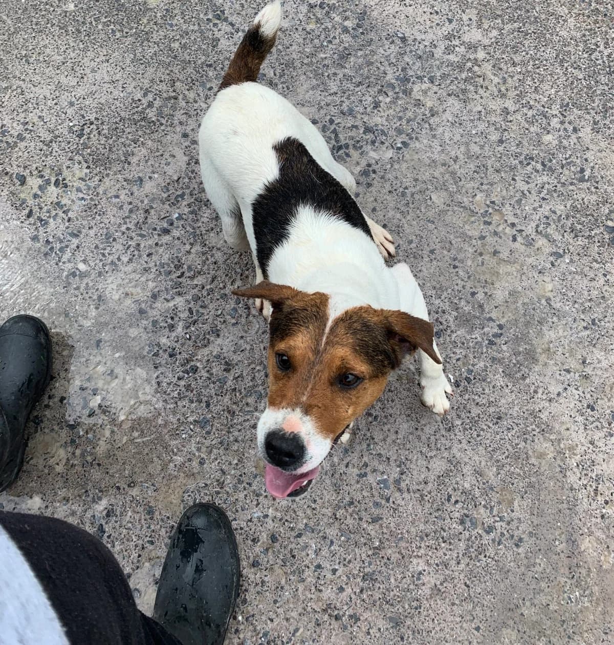 Monty, male mixed breed for adoption at Sera Husky & Animal Rescue, V31 WE16
