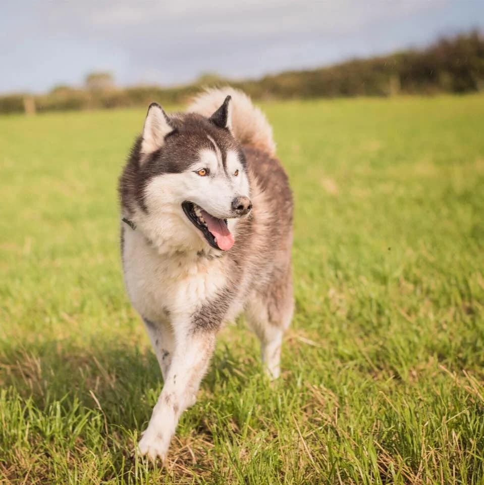 Should I Adopt A Husky?, Mixed Breed for adoption at Sera Husky & Animal Rescue, V31 WE16