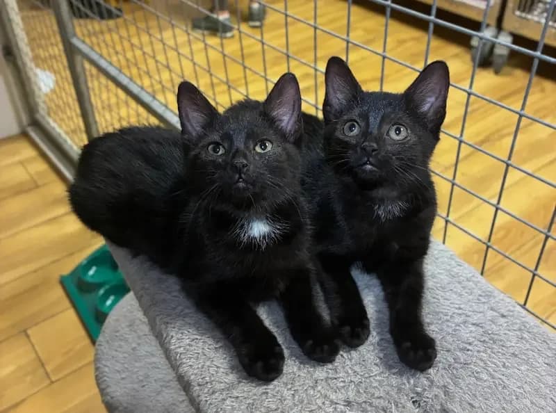 Adalind & Juliette, female puppy Mixed Breed Cat for adoption at USPCA