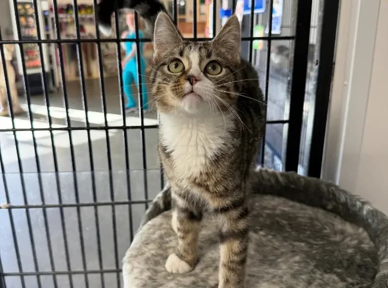 Amy, female puppy Mixed Breed Cat for adoption at USPCA