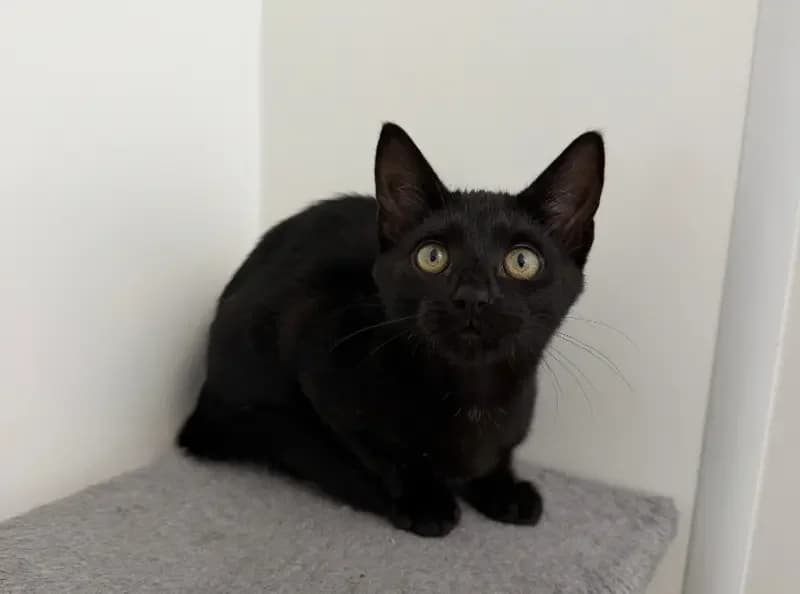 Andarna, female puppy Mixed Breed Cat for adoption at USPCA