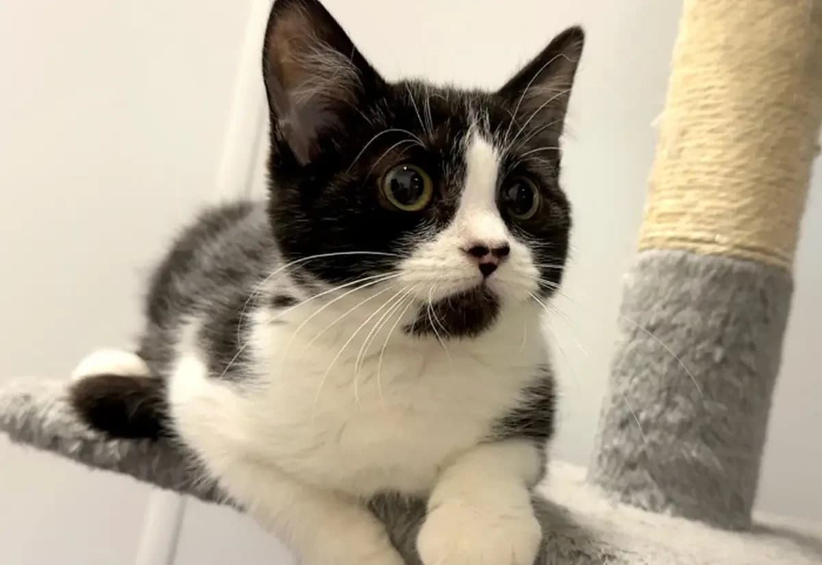 Arona, female puppy Mixed Breed Cat for adoption at USPCA