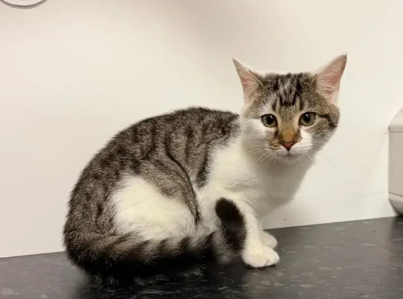 Aurora, female puppy Mixed Breed Cat for adoption at USPCA