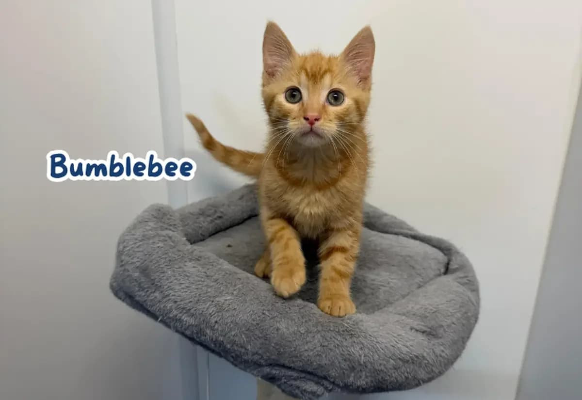 Beetle and Bumblebee, male puppy Mixed Breed Cat for adoption at USPCA