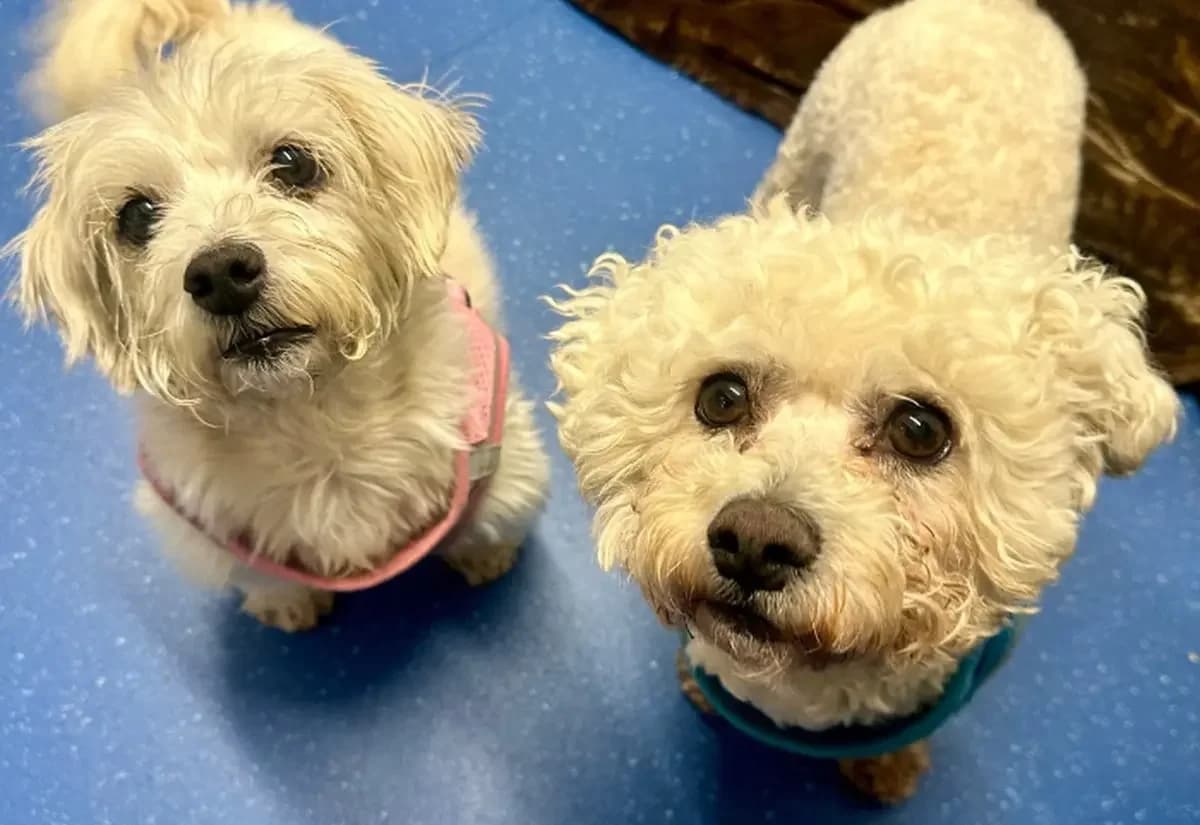 Bella & Milo, female senior Bichon Frisé for adoption at USPCA