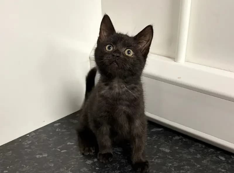 Benito, male puppy Mixed Breed Cat for adoption at USPCA