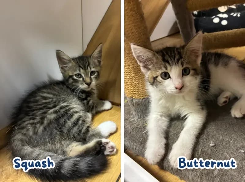 Butternut & Squash, male puppy Mixed Breed Cat for adoption at USPCA
