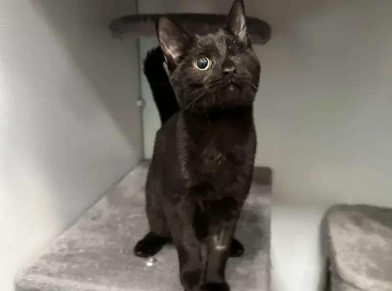 Comet, male puppy Mixed Breed Cat for adoption at USPCA