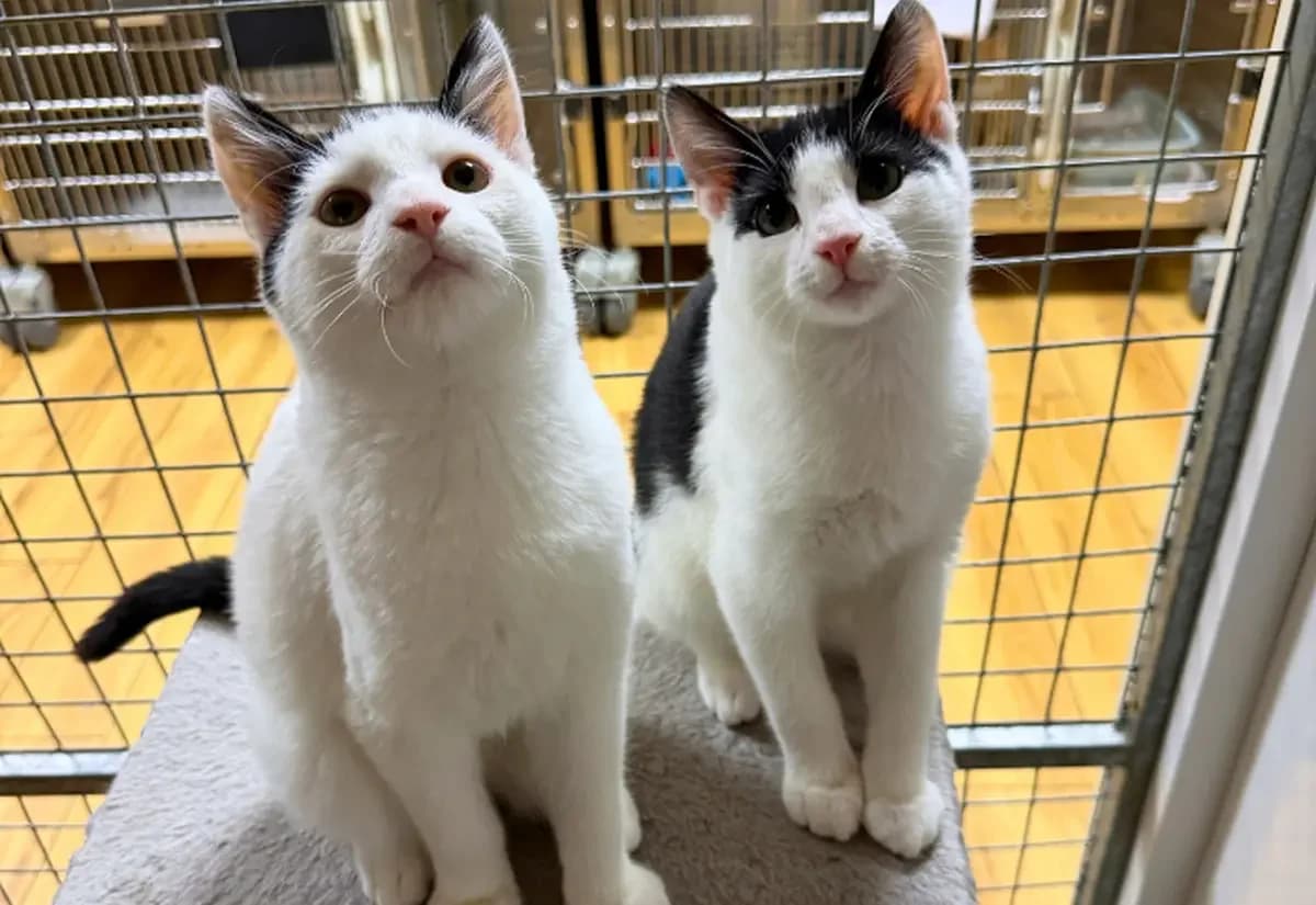Curtains & Fringe, male puppy Mixed Breed Cat for adoption at USPCA