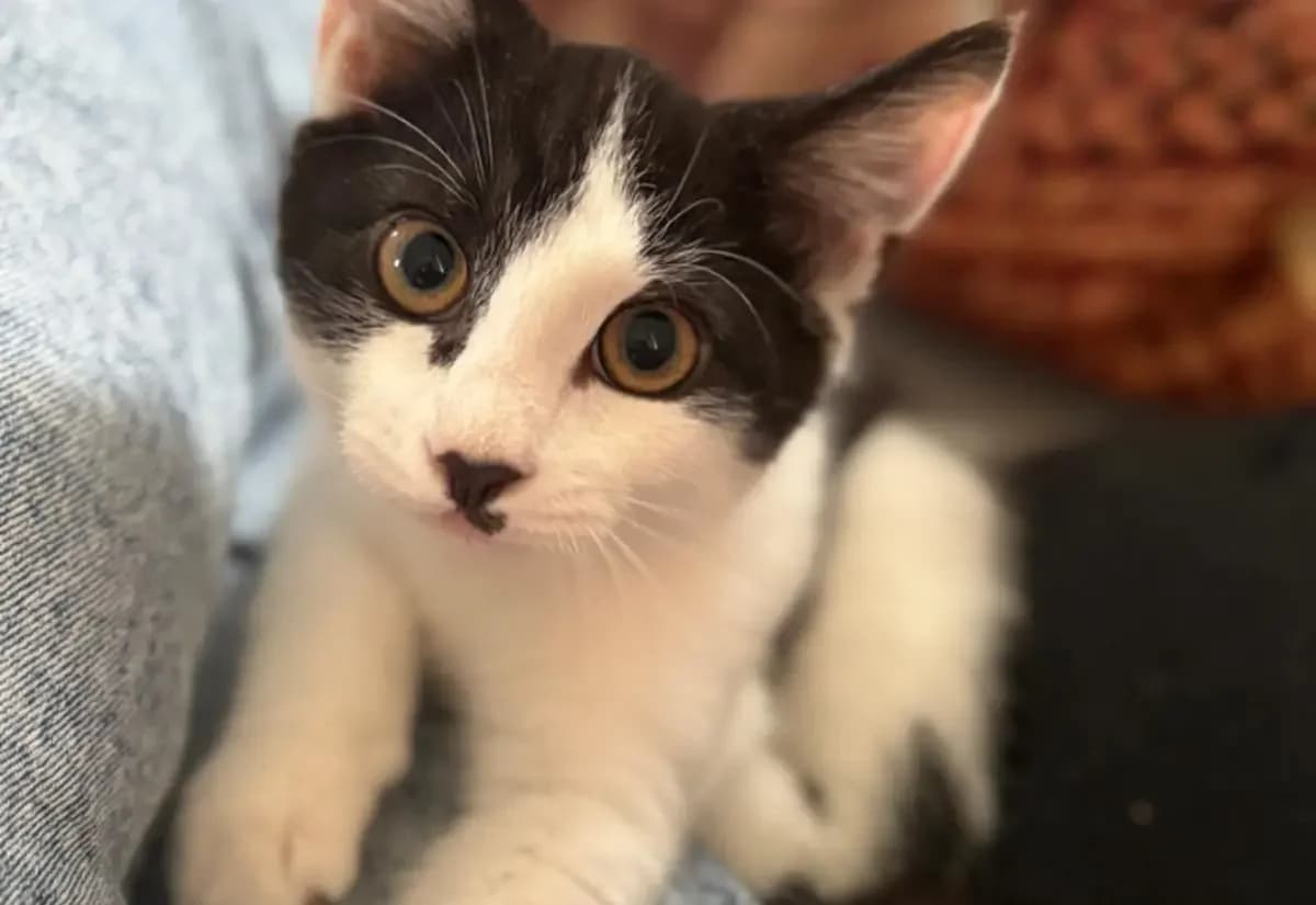 Ducky, male puppy Mixed Breed Cat for adoption at USPCA