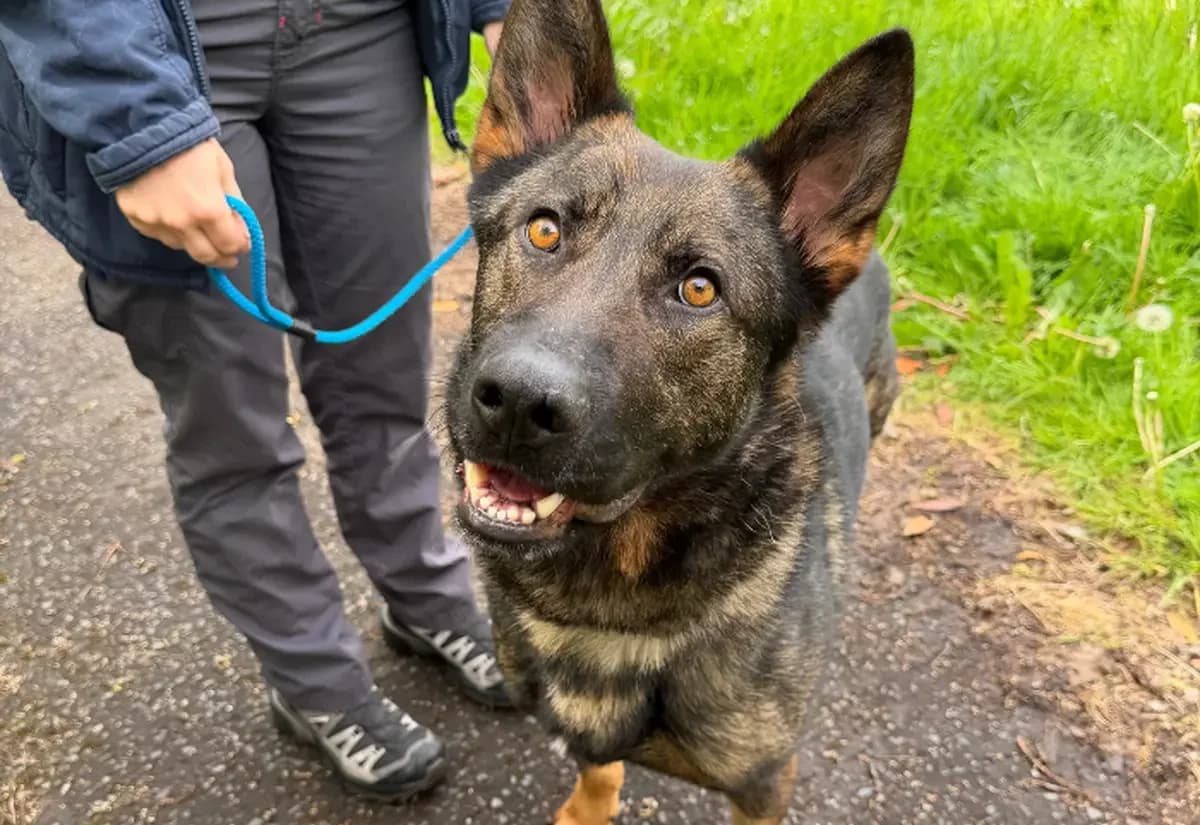Dutch, male 3yo German Shepherd for adoption at USPCA