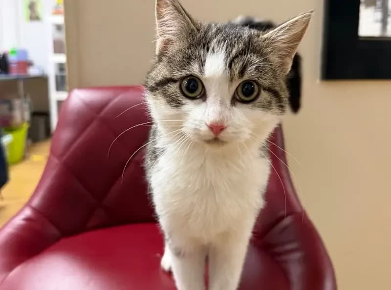 Esmeralda, female puppy Mixed Breed Cat for adoption at USPCA