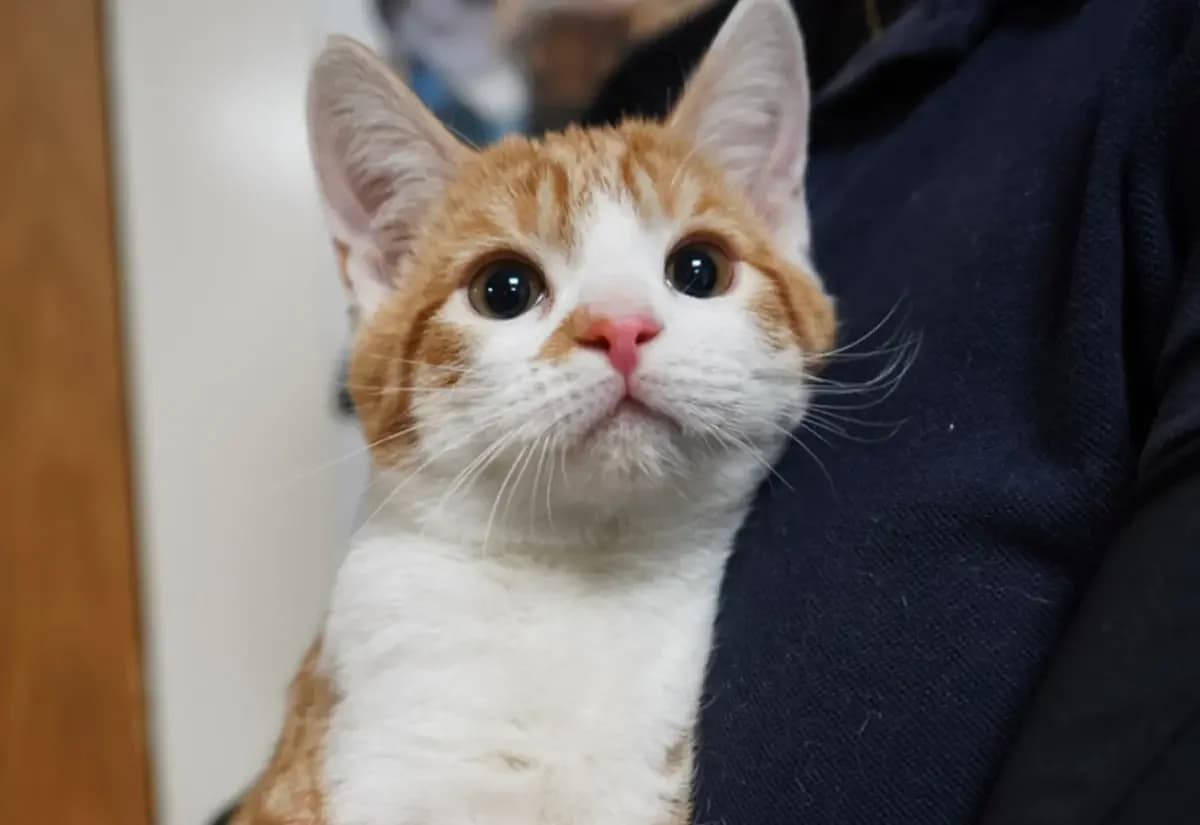 Finnick, male puppy Mixed Breed Cat for adoption at USPCA