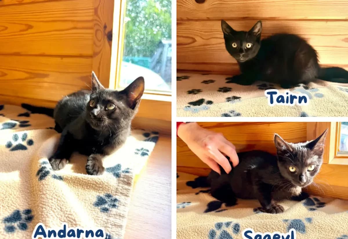 Tairn, Andarna & Sgaeyl, female puppy Mixed Breed Cat for adoption at USPCA