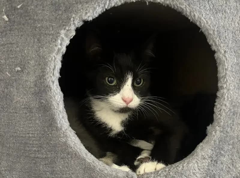 Guy-AM-I, male puppy Mixed Breed Cat for adoption at USPCA