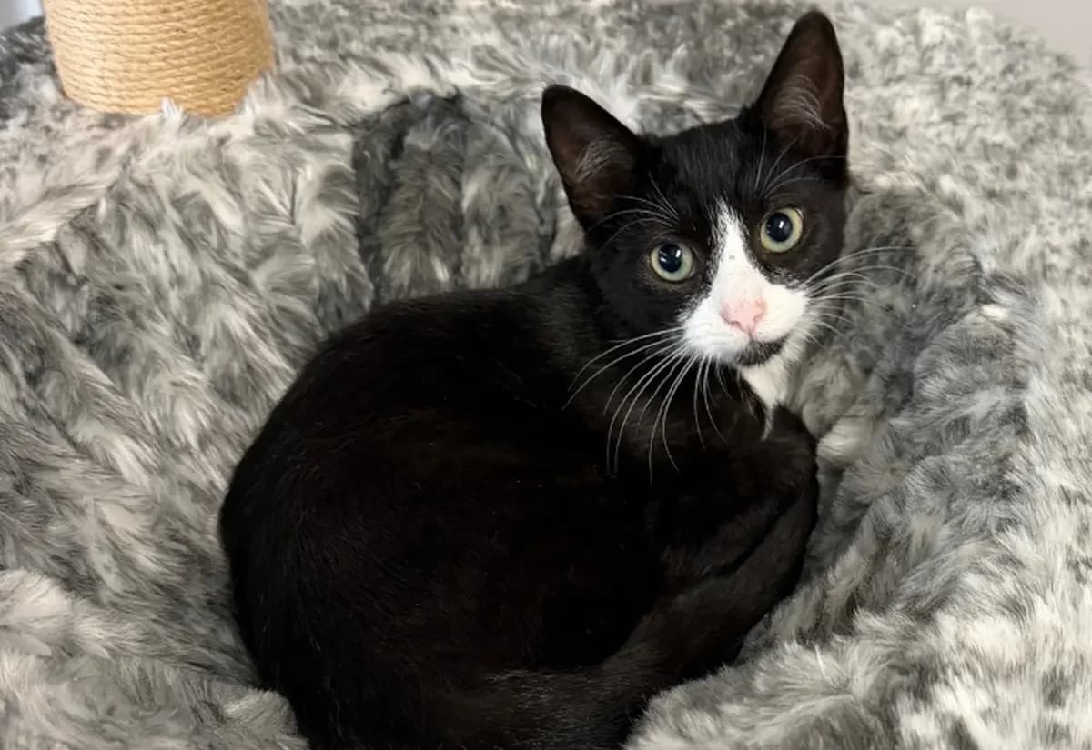 Guy-AM-I, male puppy Mixed Breed Cat for adoption at USPCA