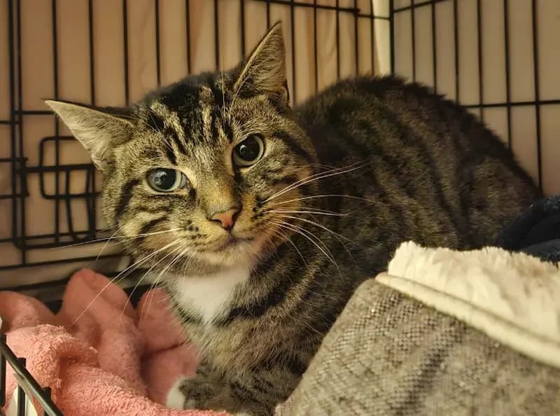 Horton, male 4yo Mixed Breed Cat for adoption at USPCA