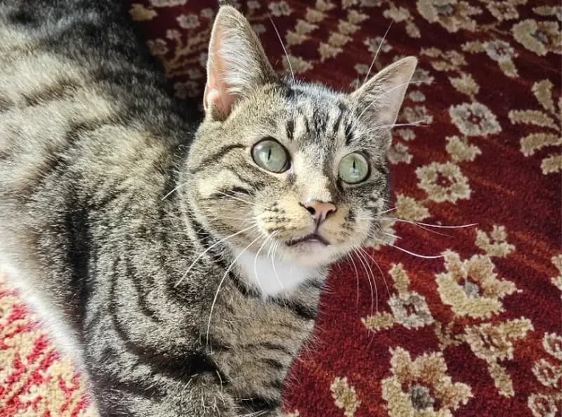 Horton, male 4yo Mixed Breed Cat for adoption at USPCA